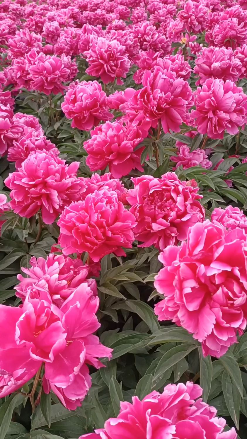 菏泽芍药花海,花开富贵,基地实拍