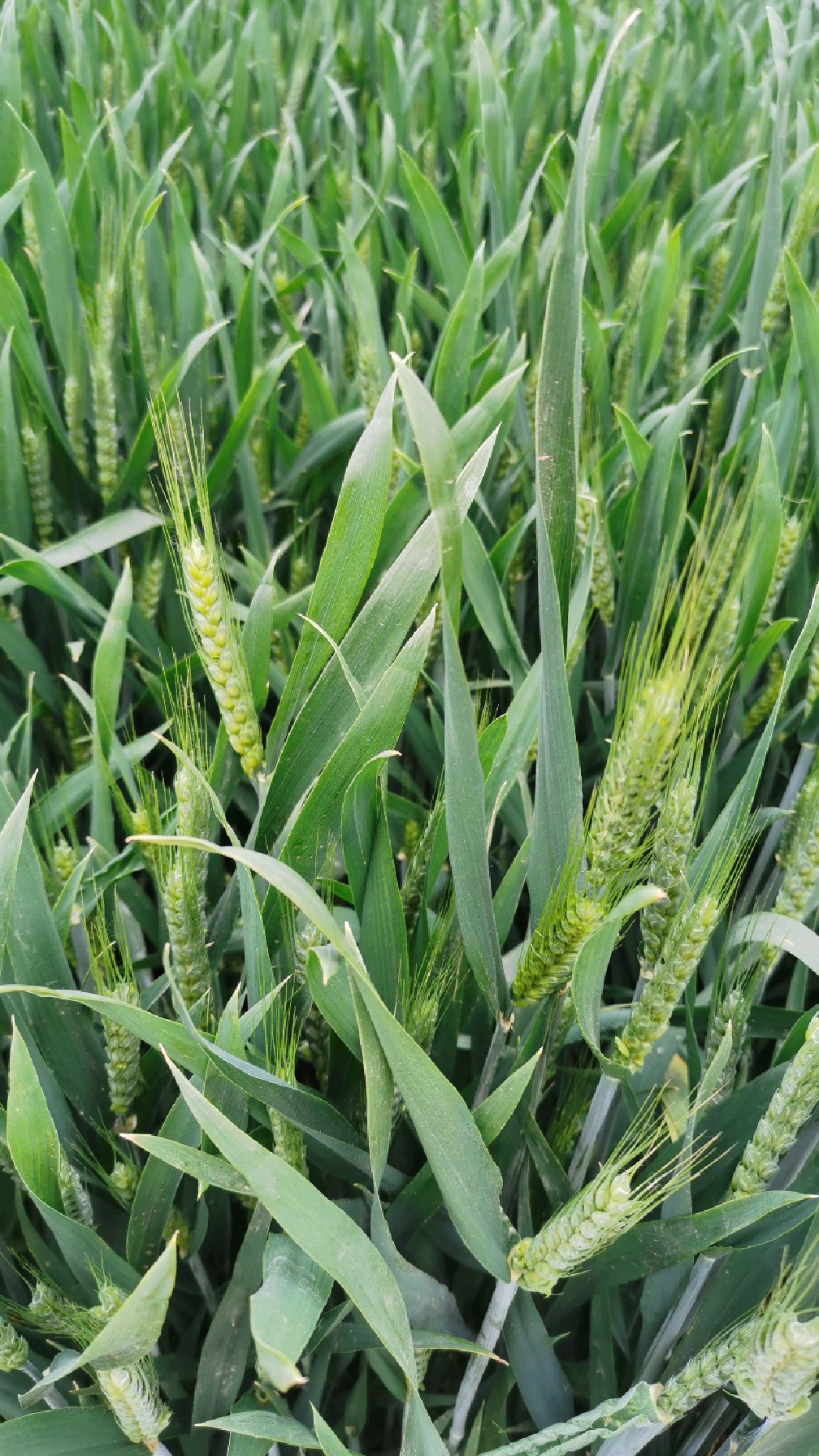 家乡麦苗抽穗时