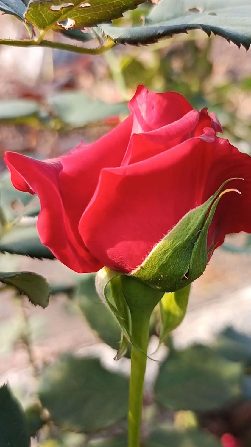 月季花,温暖,幸福,美好,鲜艳夺目