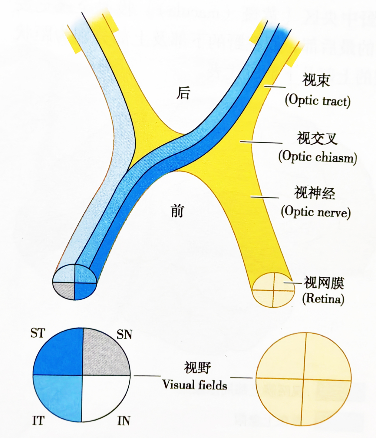 视神经炎,视神经损伤,缺血性视神经病变导致的视力下降如何治疗