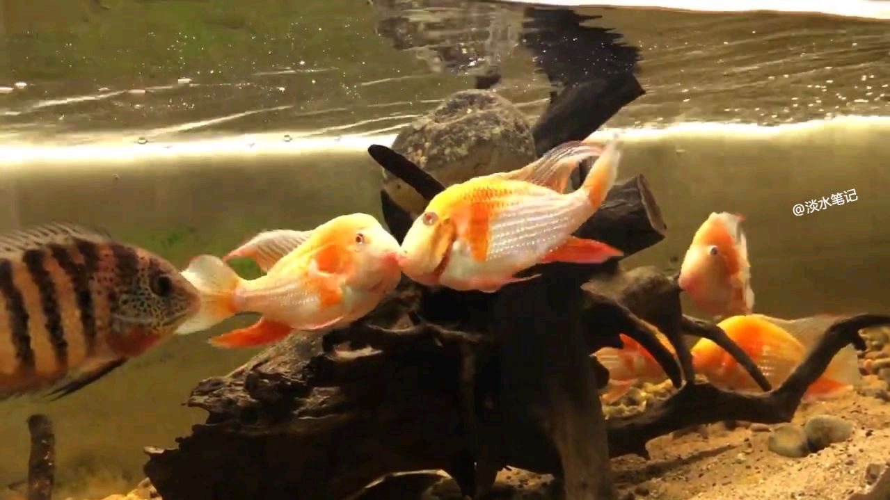红眼白子关刀,看似金鱼皮肤的食土兽