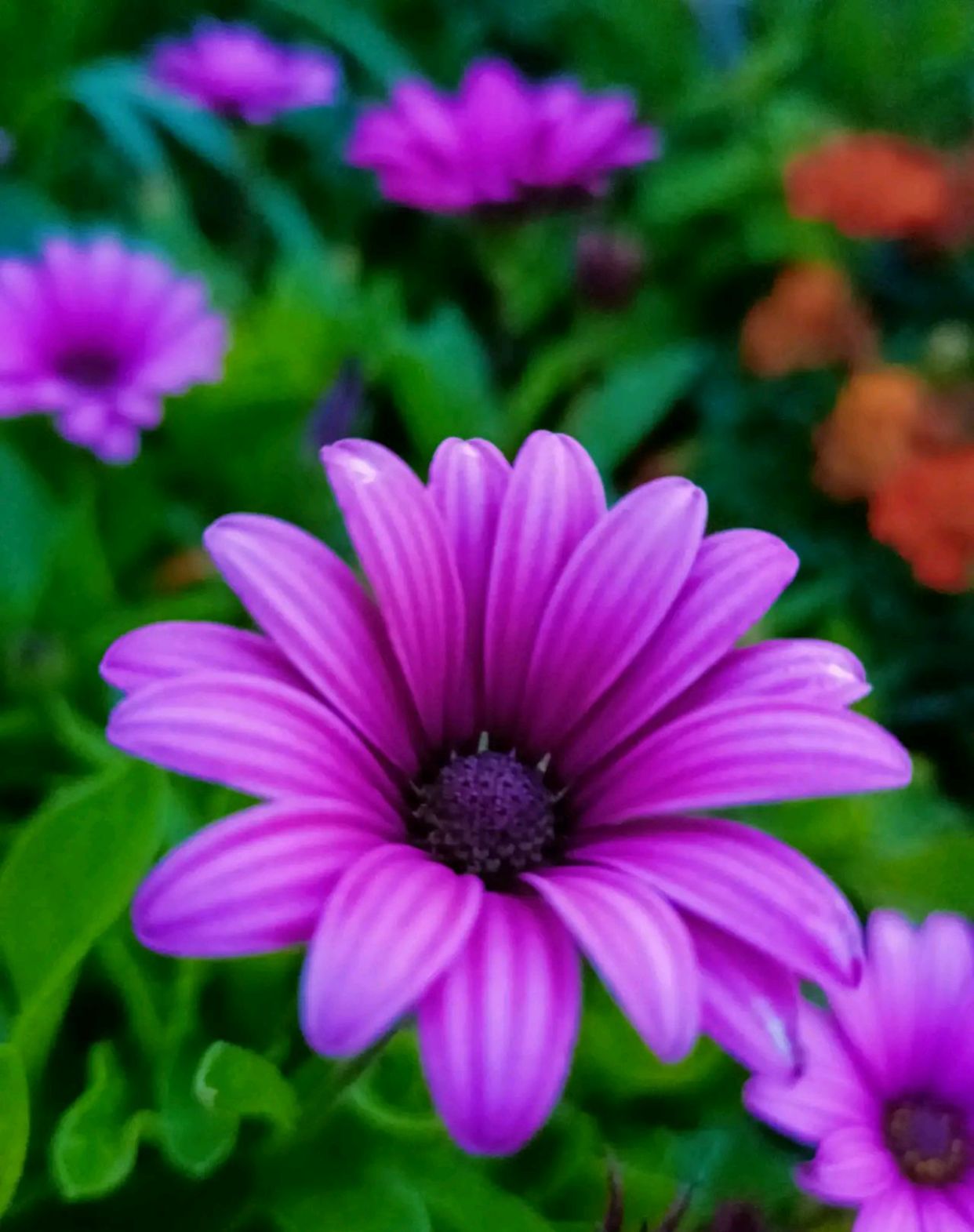 颜值时尚漂亮好看的花你认识几朵