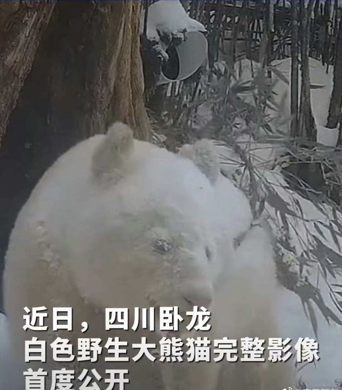 全球唯一白色大熊猫野外撒欢# 全球唯一白色大熊猫正脸长这样!