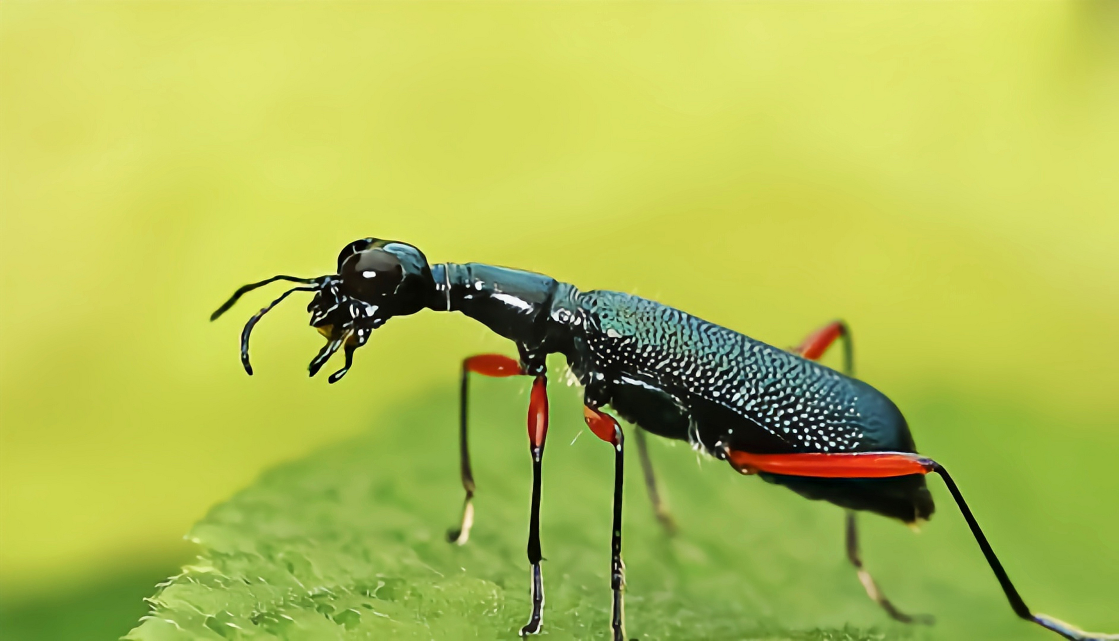 每天认识一种昆虫——光背树栖虎甲 光背树栖虎甲是一种比较常见的树