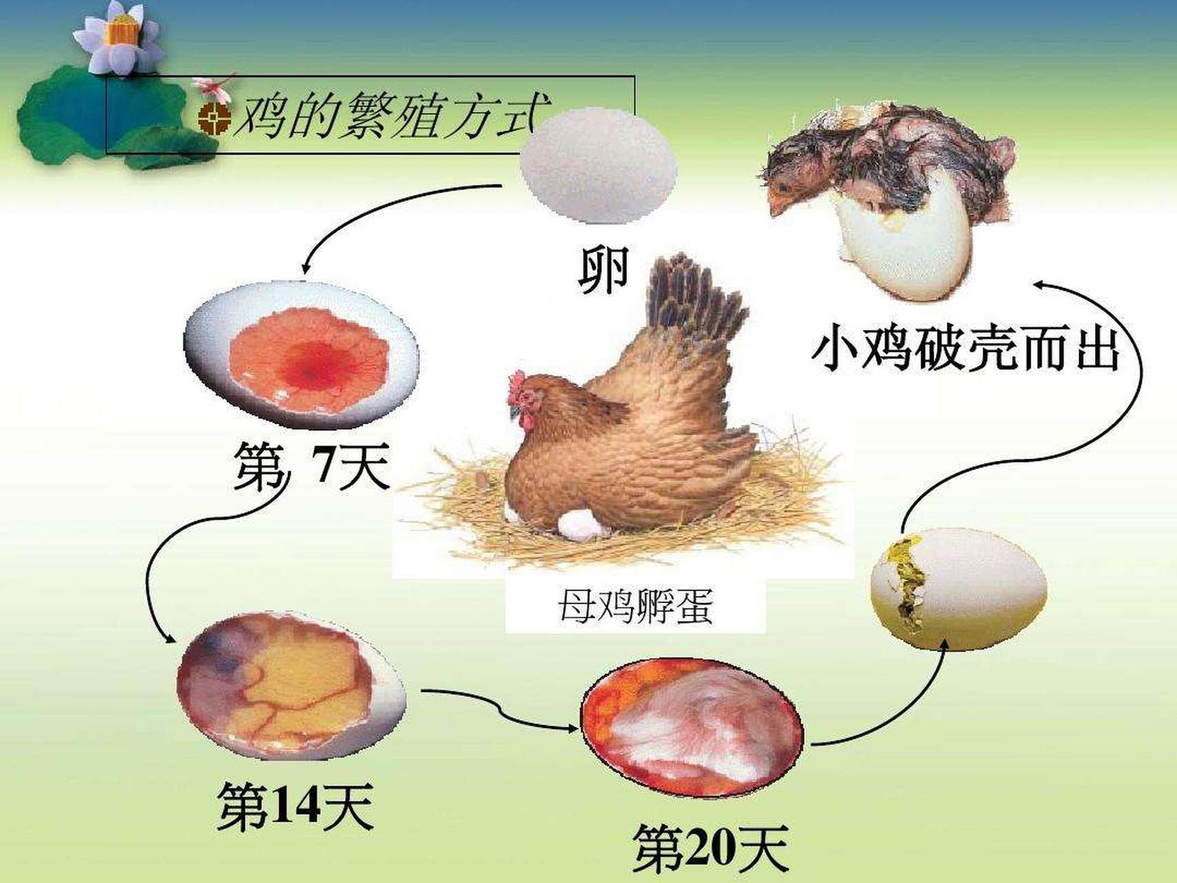 小鸡孵化1到21照蛋图图片