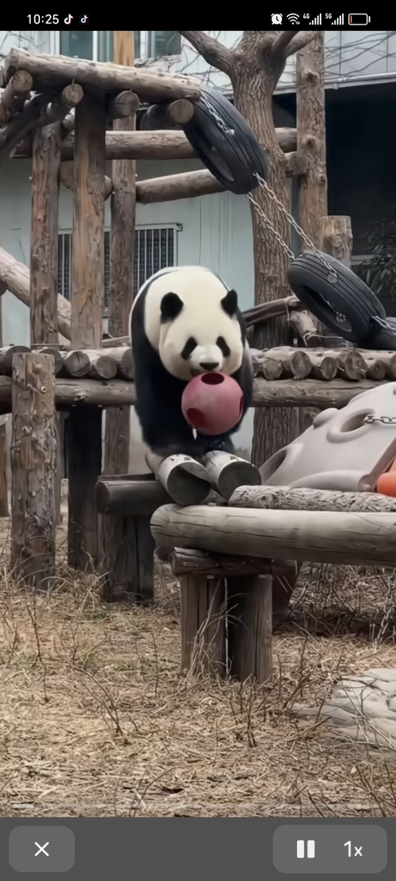 西直门三太子萌兰叼着球向我们走来,这霸气侧漏的气势,还得是你啊[左