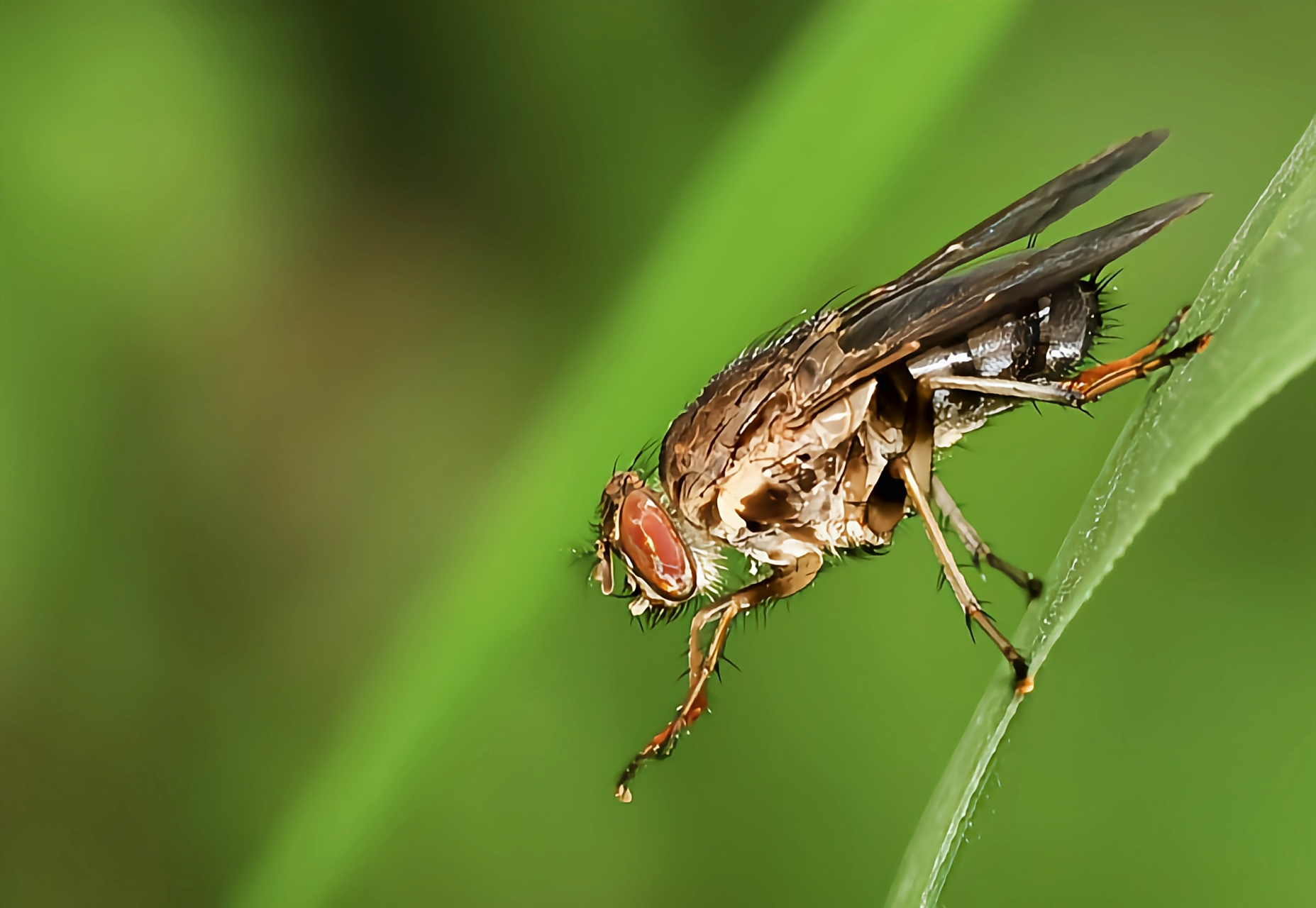 每天认识一种昆虫——金色虻 金色虻又名牛虻,外形与蜜蜂相似.成虫体