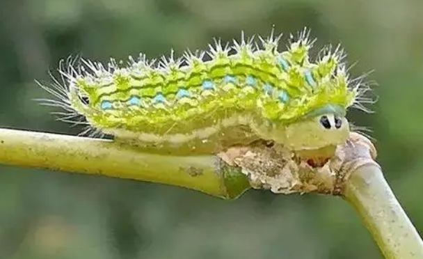 植物洋辣子图片图片