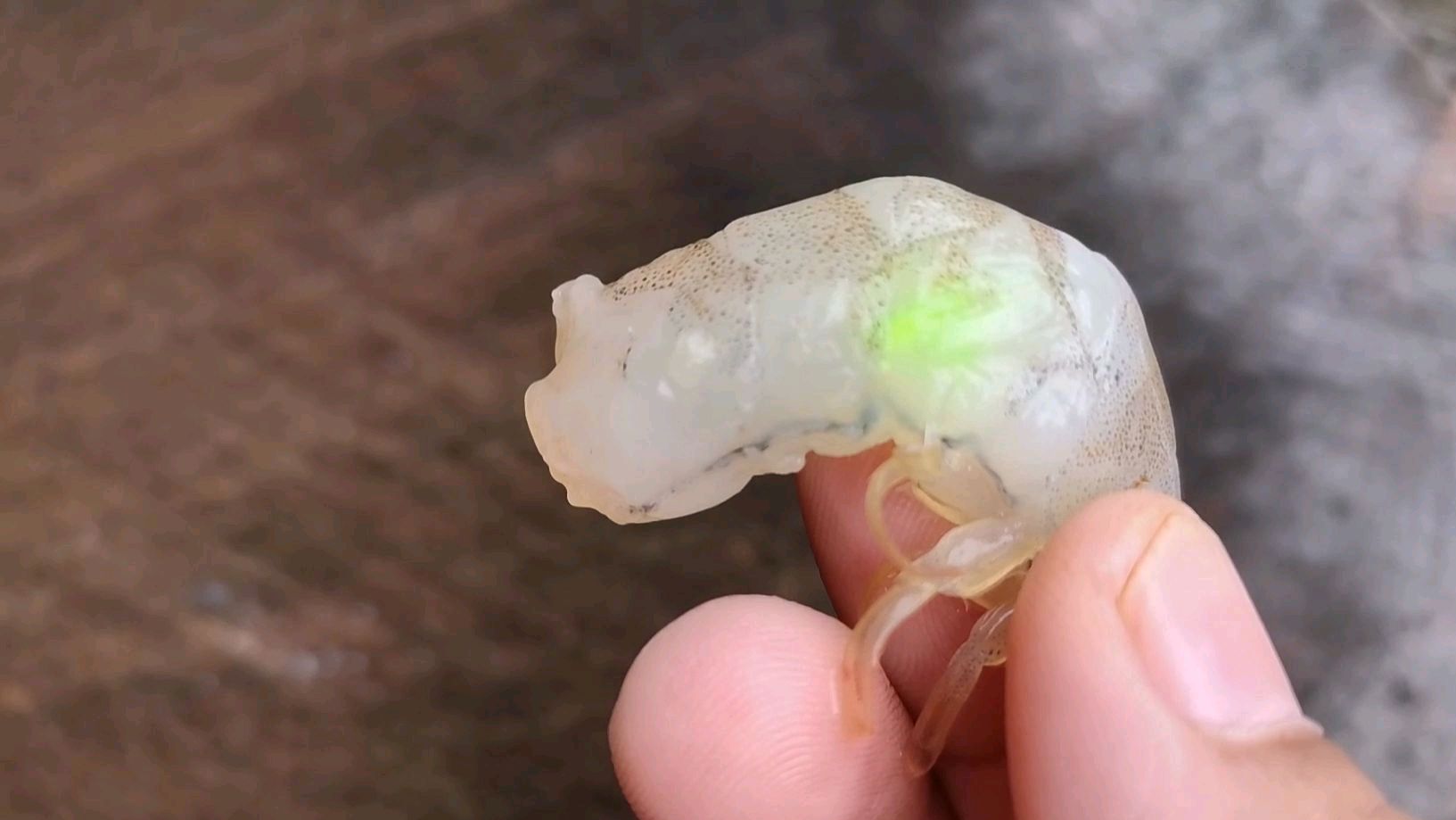 小蔡在市场上买回来的虾仁肉,中间有一点居然是绿色的,有见过吗