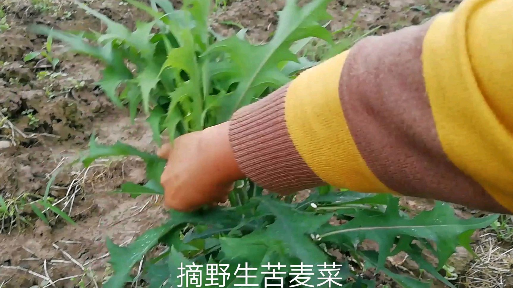 田间这种野生菜,夏天吃了可以消炎解毒,除暑清热