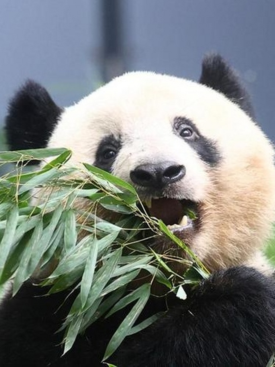 日本确定归还大熊猫香香,已4次推迟归还日期!