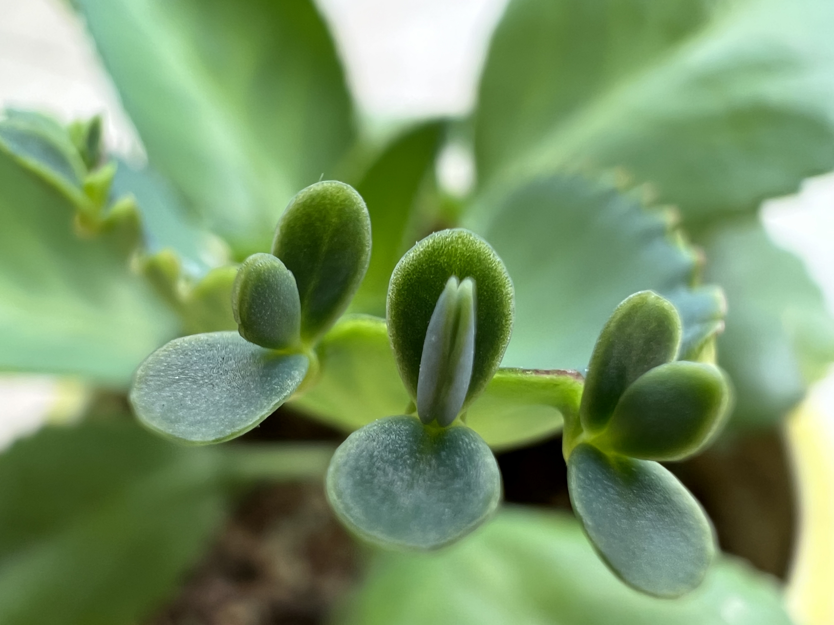 宽叶不死鸟,也叫大叶落地生根,因其繁殖能力超强而被人们誉为"不死鸟"