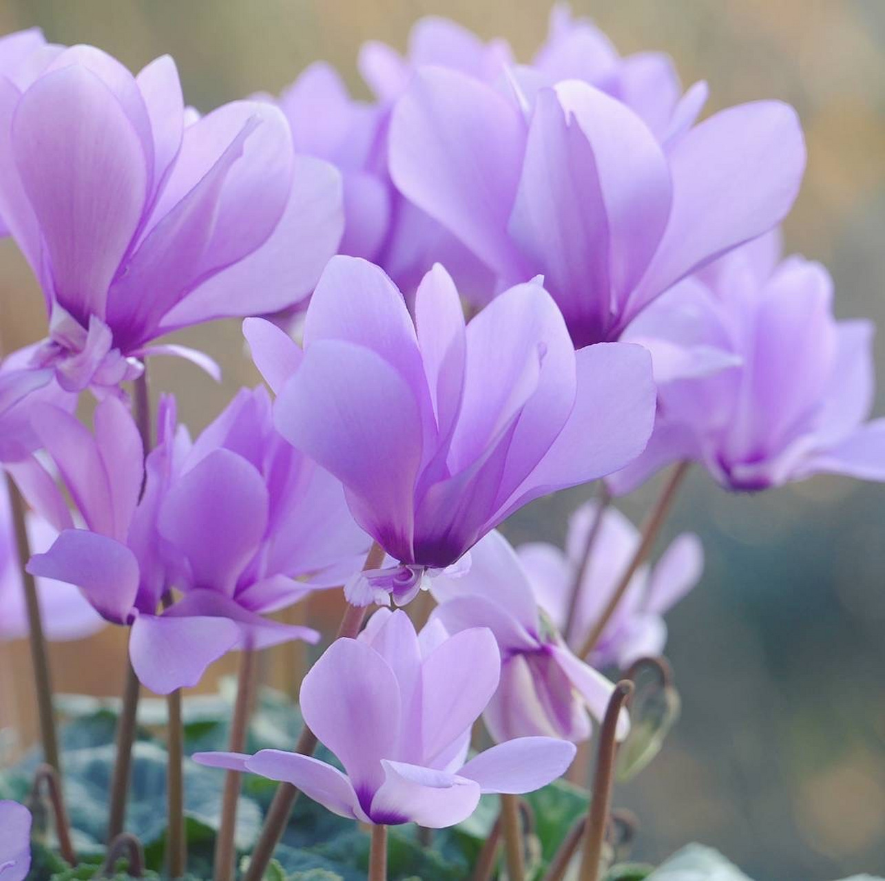 『仙客来』又名"兔耳朵花",因为它的花瓣很像竖起的耳朵～是秋冬季不