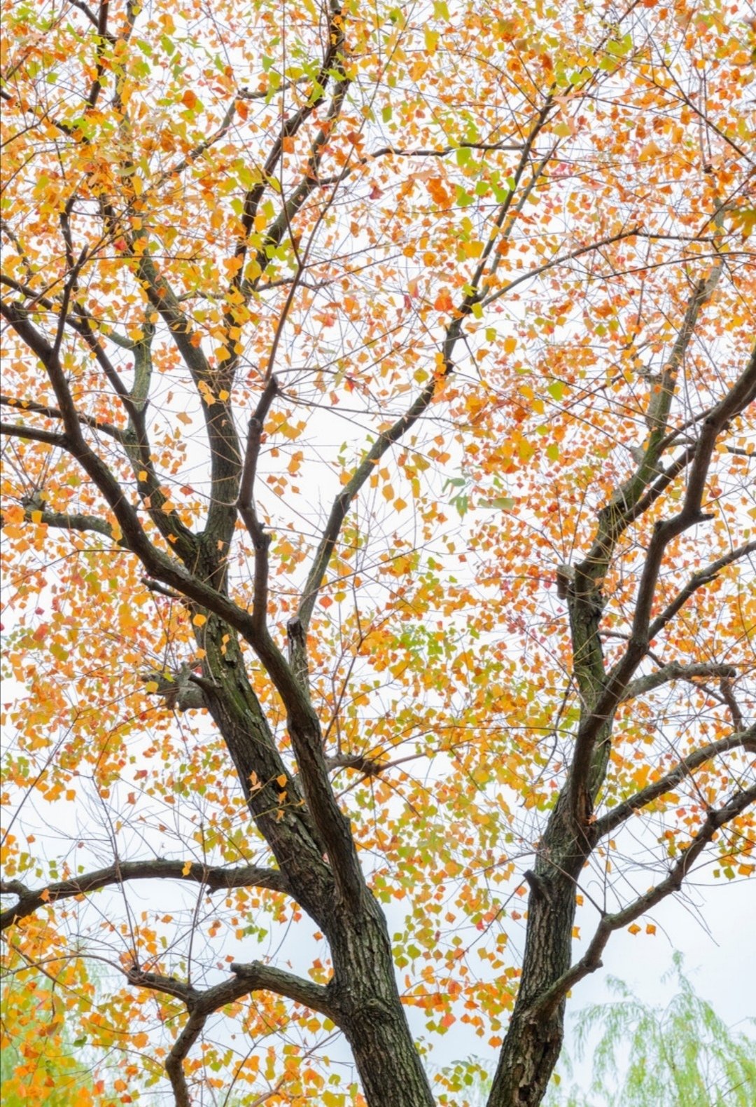 满院秋香一树风