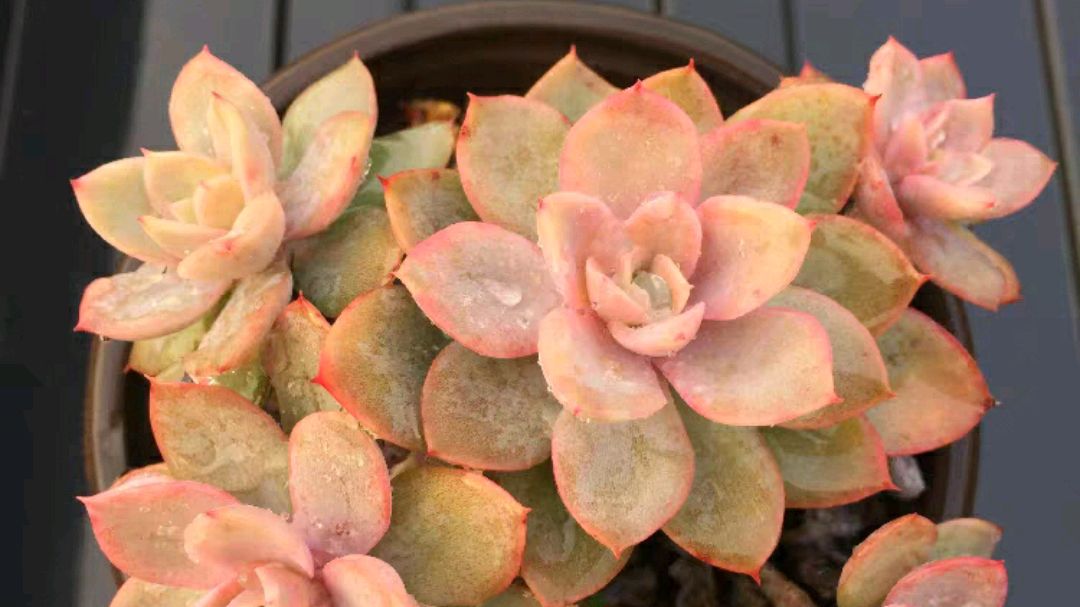 多肉丝绸面纱名字唯美,养出果冻色特别漂亮,真的好看又好养吗?