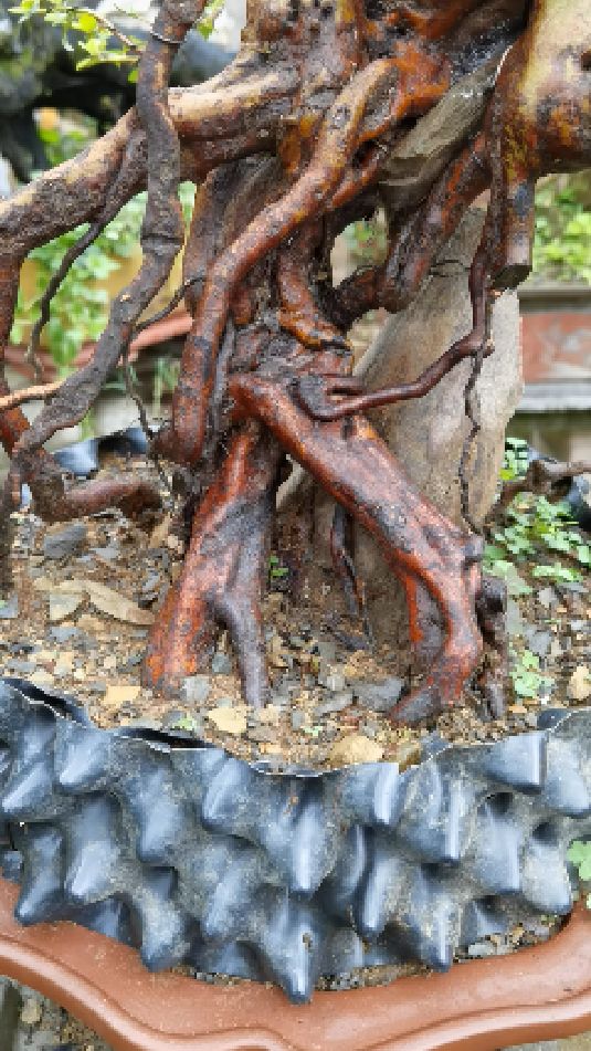 提根映山红,定型后发芽了