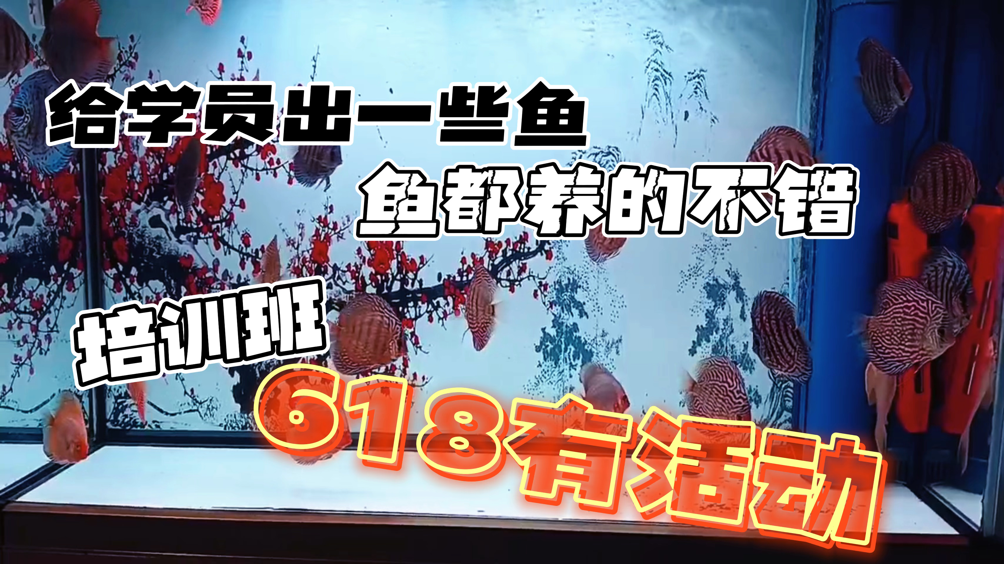 帮三个学员出一些鱼。品质我保。顺便好多人问培训班,618整一个