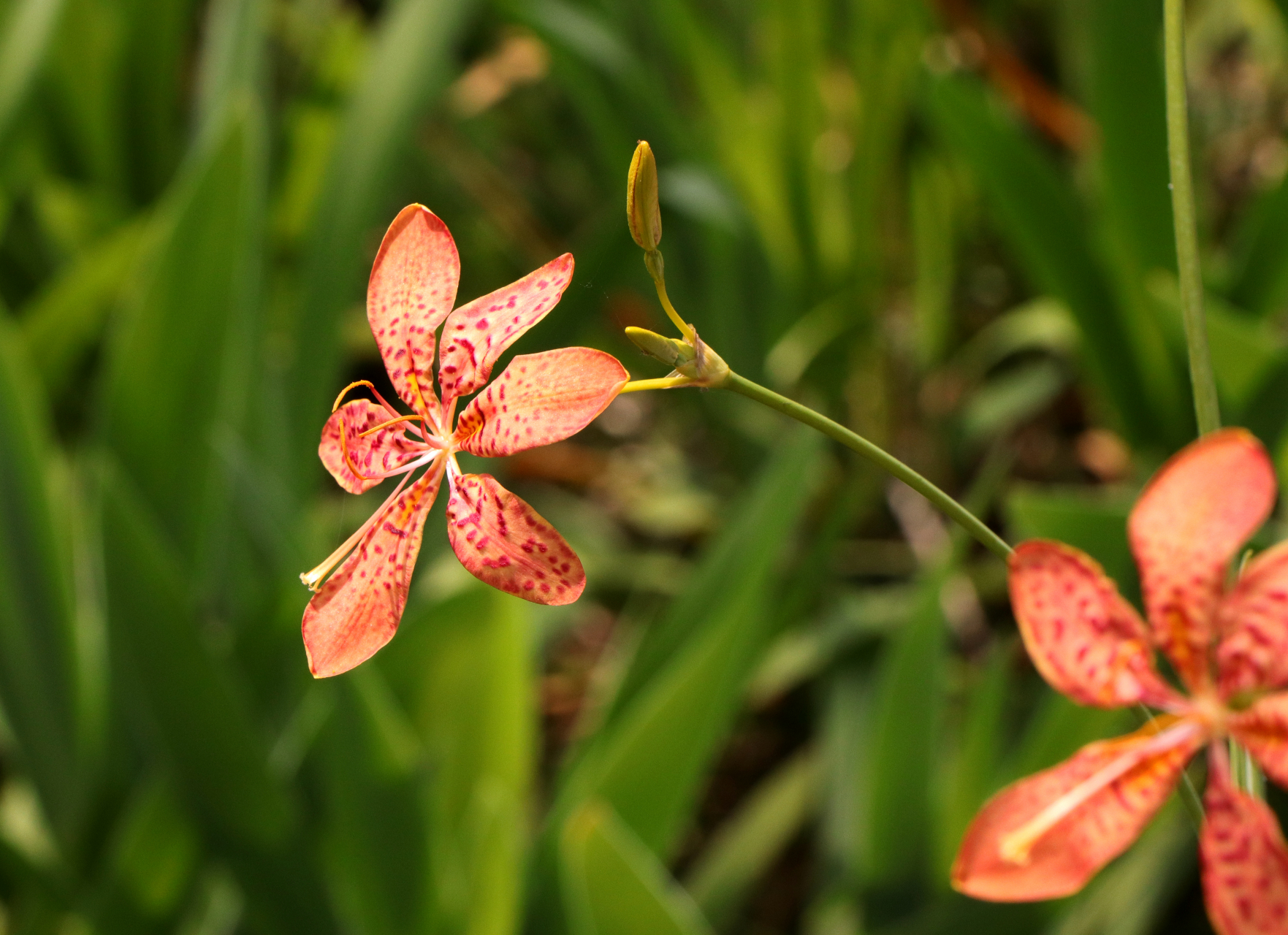 美丽的射干花,不一定会读它!
