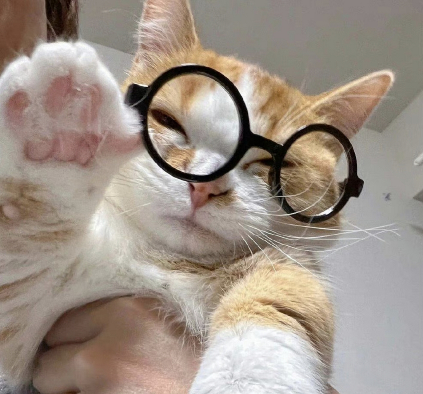 戴眼镜的小猫咪看起来有没有聪明一点