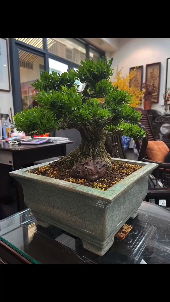 珍藏的一颗矮霸雀舌黄杨,平时不见人,今日随缘嫁了.