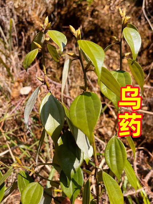 农村大山里生长的乌药,它有着长生不老药的称誉,一起认识下