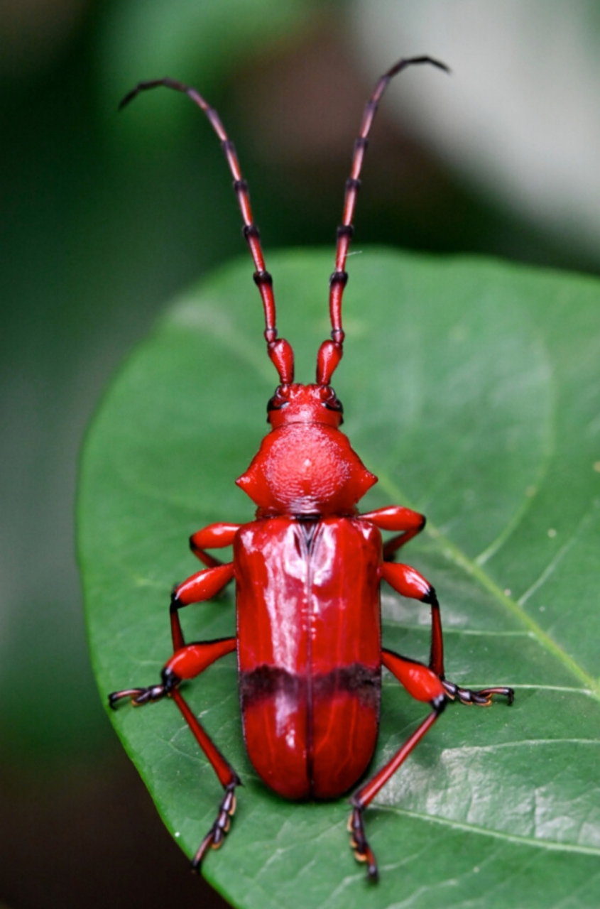 通体红透的天牛,第一次见,变异品种吗?#动物趣图