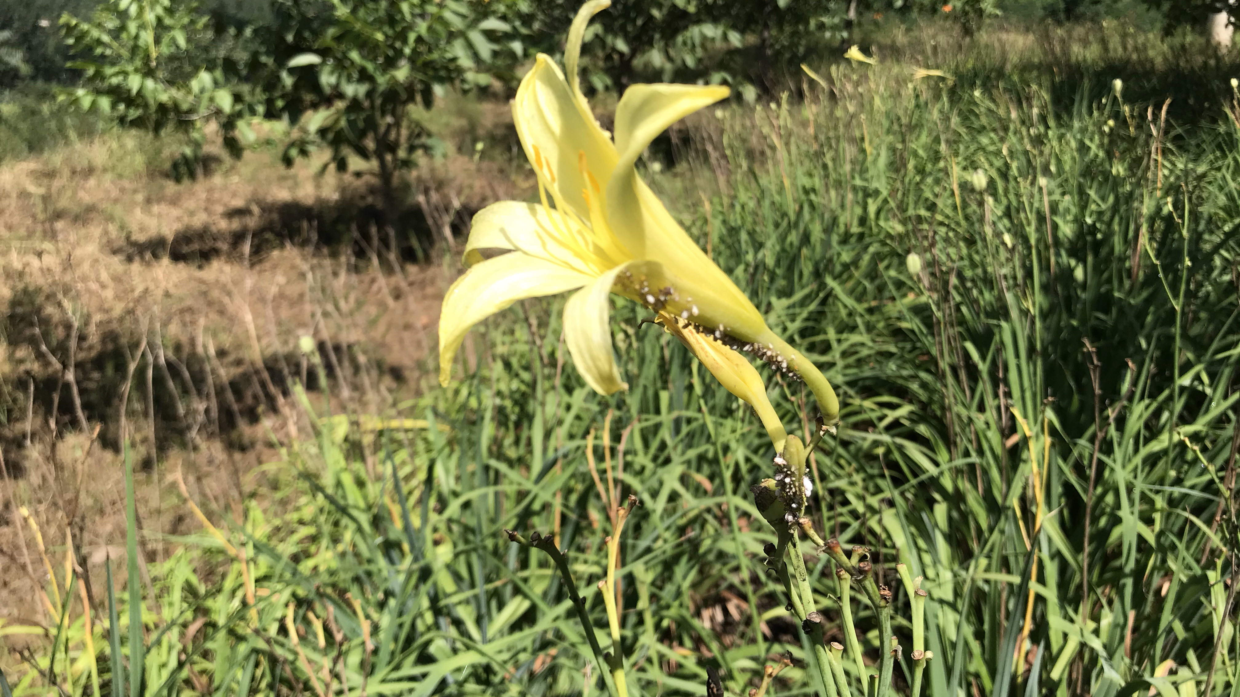 “黄花菜”有毒?黄花菜竟然也是珍贵药材,您知道它的妙用吗?