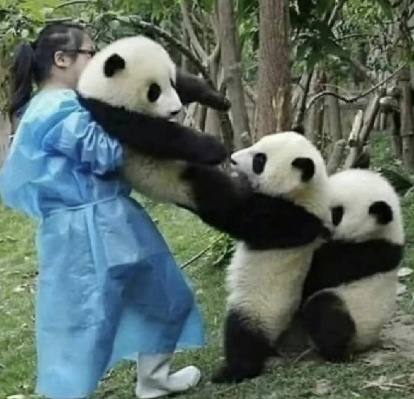 大熊猫打架犯法吗?