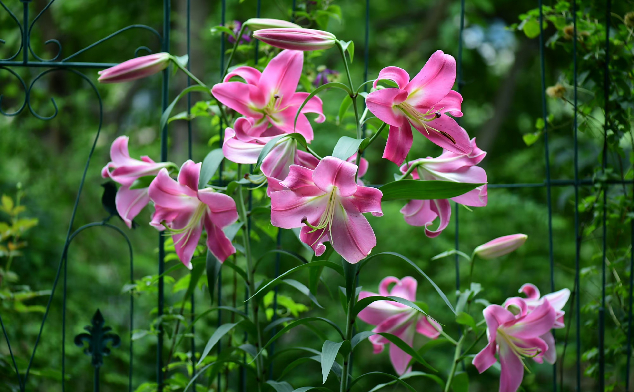 百合花开得最美的时候,可惜要看不到了