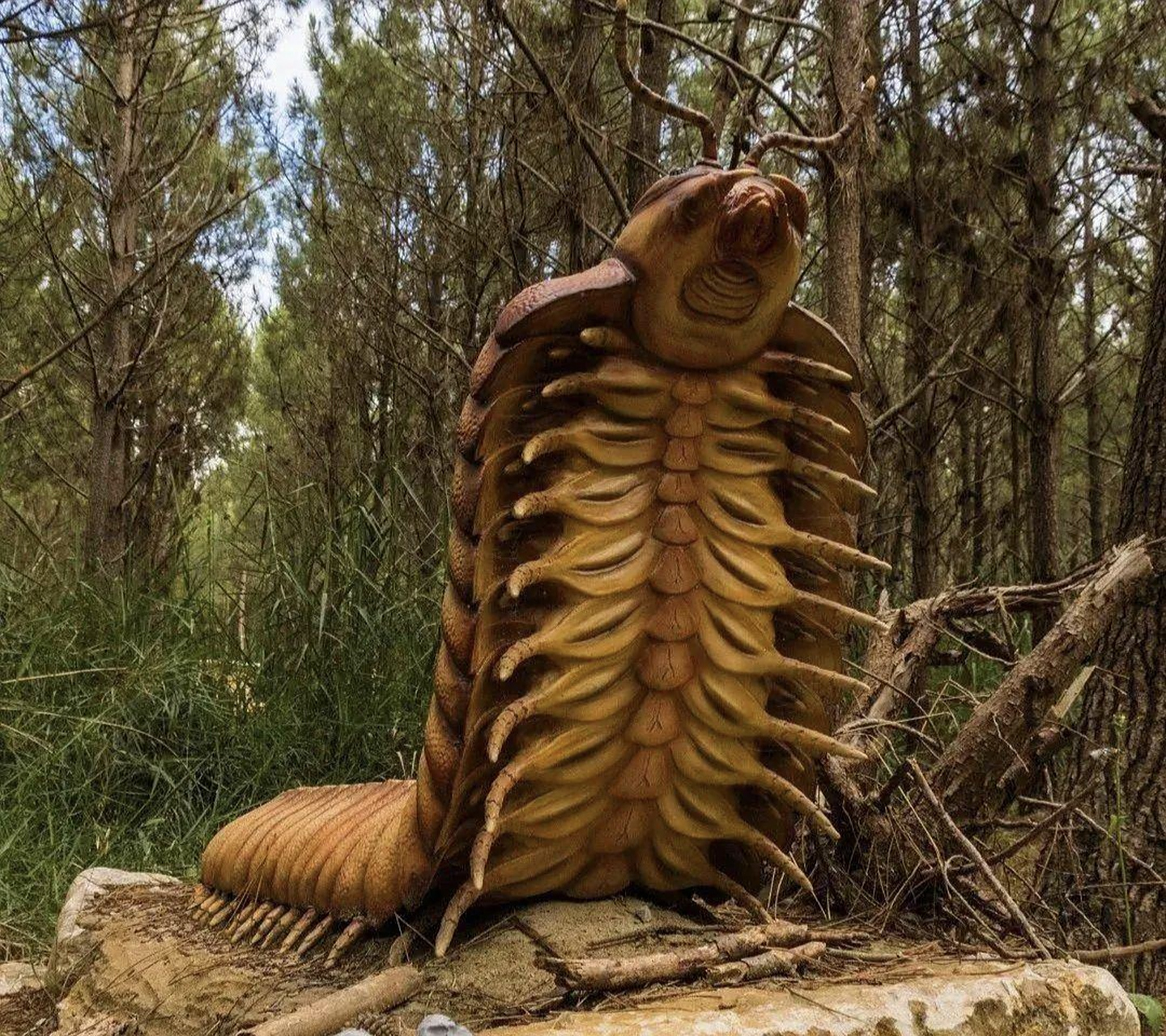 远古生物探秘——古马陆 古马陆是一种生活在3.15亿年-2.