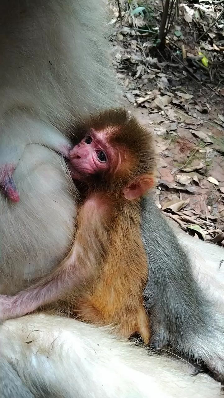 刚刚生下的新生猴宝宝.