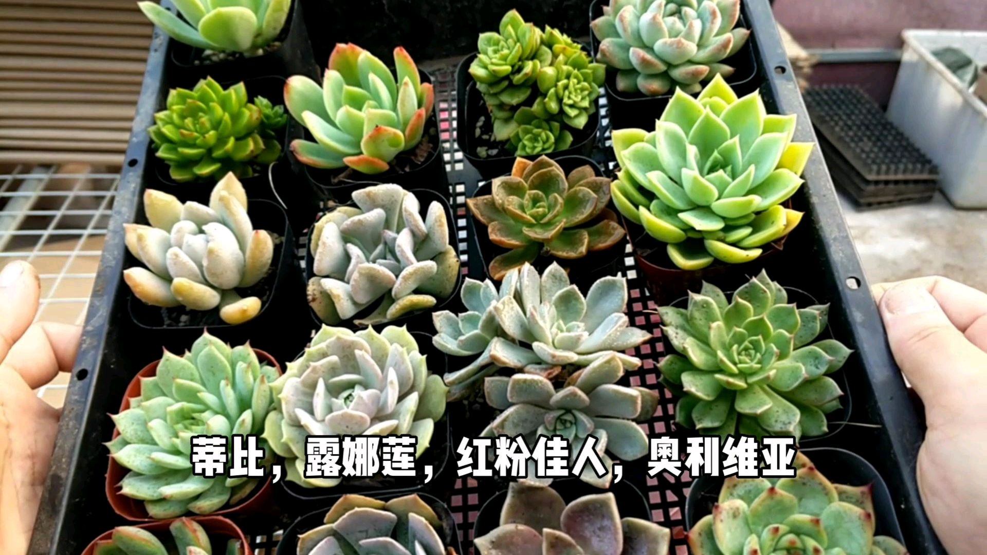 多肉植物,你们想要的好养的多肉配货给你们了,还不进来看看?!