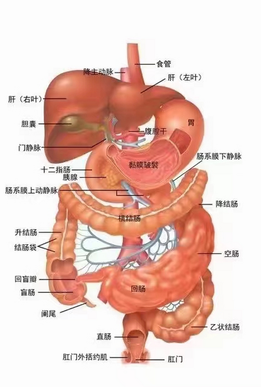 女性腹部构造图表图片