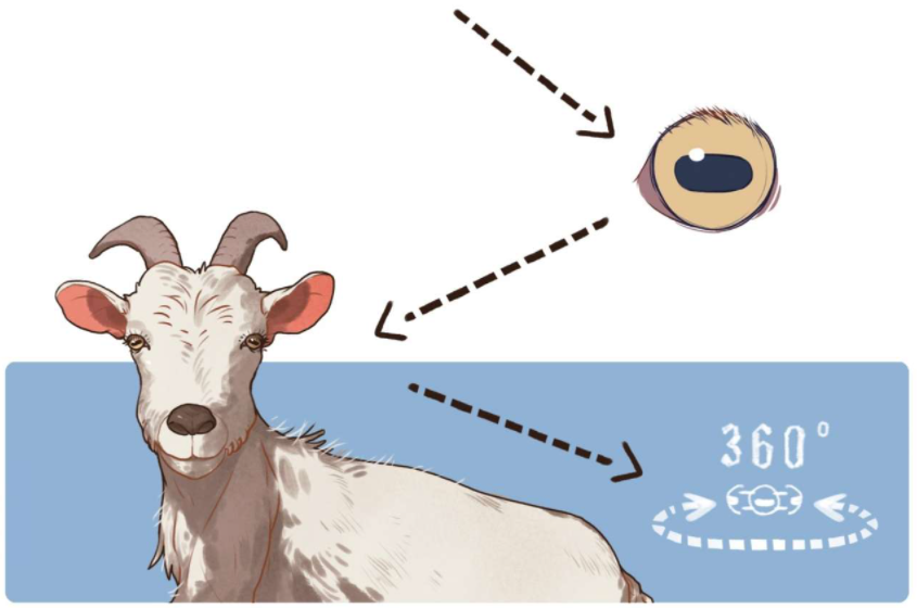山羊拥有接近360°的视野
