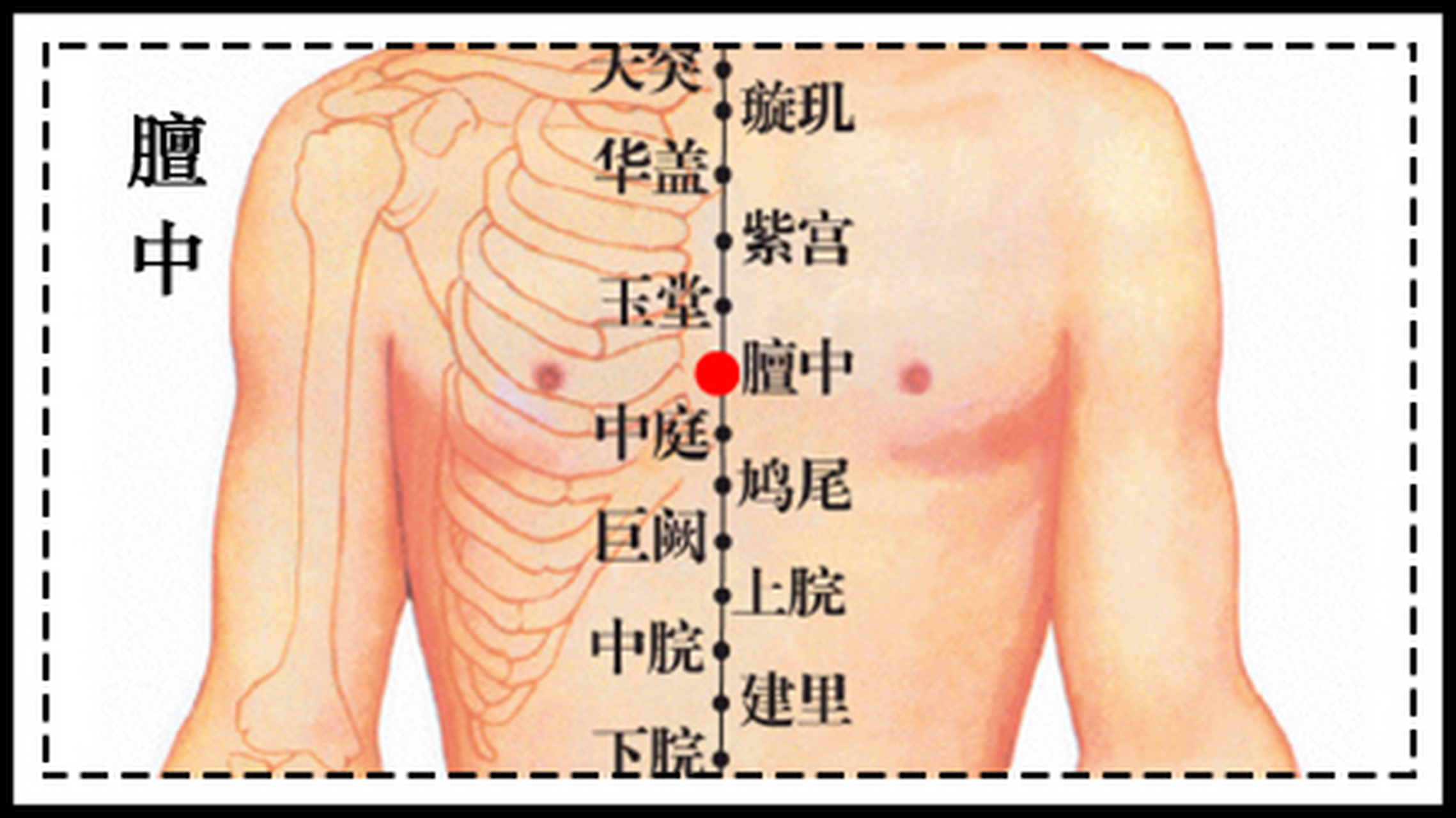 女性膻中准确位置图图片