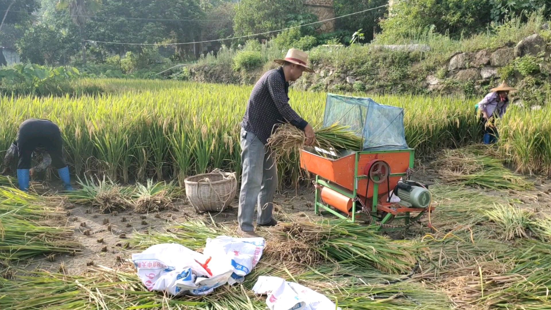 [图]你知道大米是怎么来的吗?