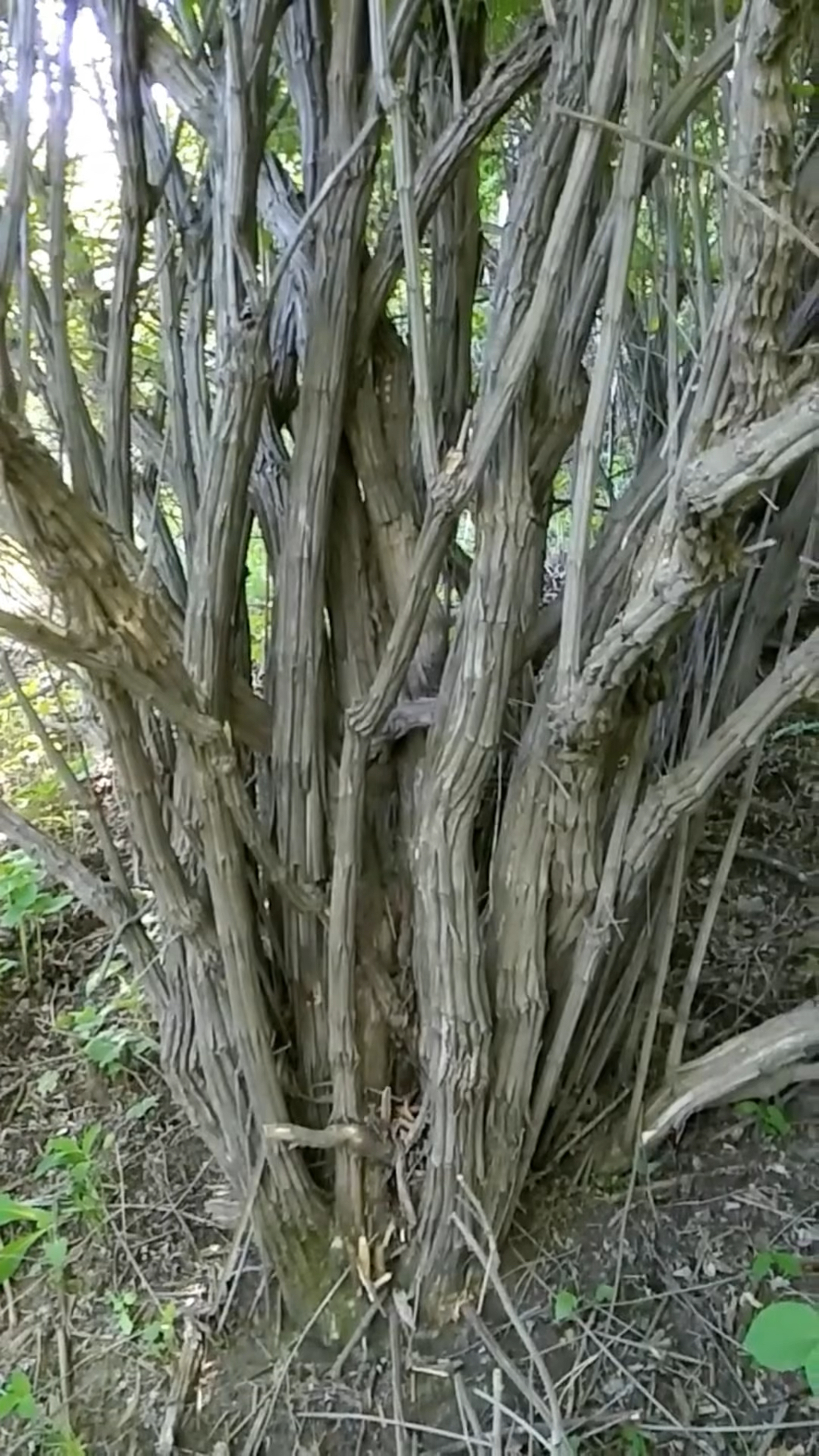 降龍木也稱為六道木,九道木,十二道木,紋路如蓮花而聞名天下,咖啡香味