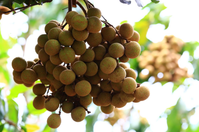 中国中检广西有限公司借平南石硖龙眼节打造"荟味龚州"公用品牌