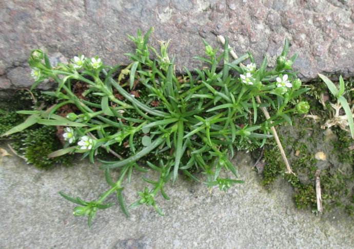 漆姑草是一种什么样的植物?