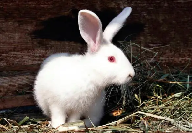 即毛细血管,反射外界光线,兔子透明的眼睛呈现红色,小白兔体内不含