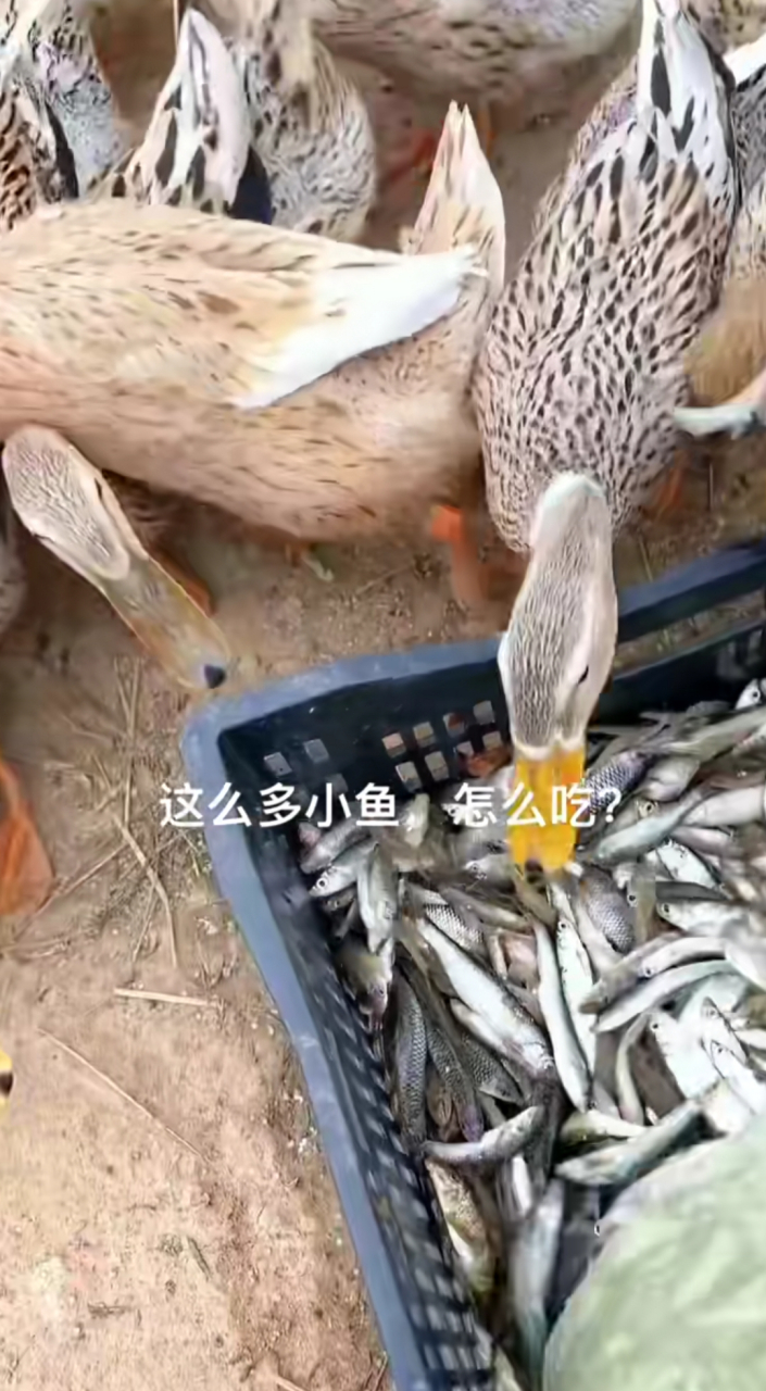 河里的小鱼仔,鸭子吃得贼欢快