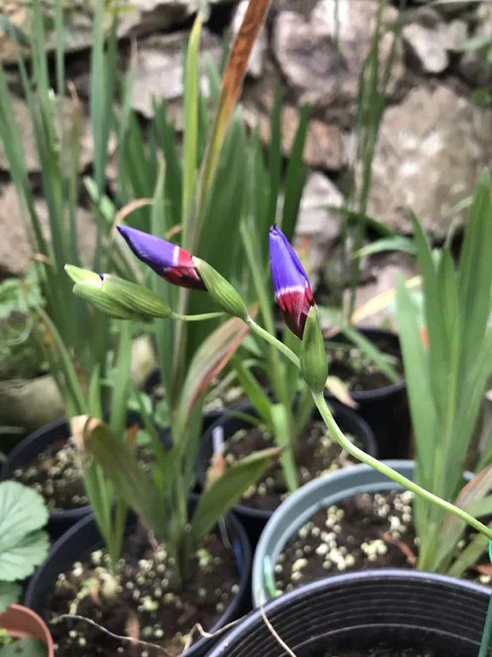 让人心醉的酒杯兰,是一种不常见的植物,开花时的颜色和形状都极具特色