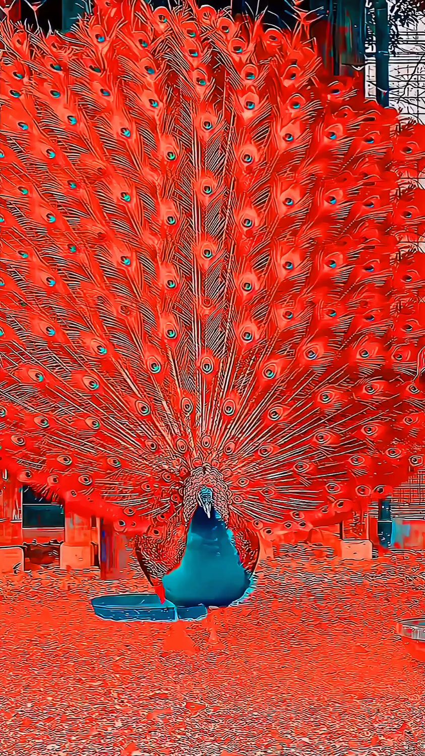 孔雀开屏,精心拍摄制作,记录美好的瞬间