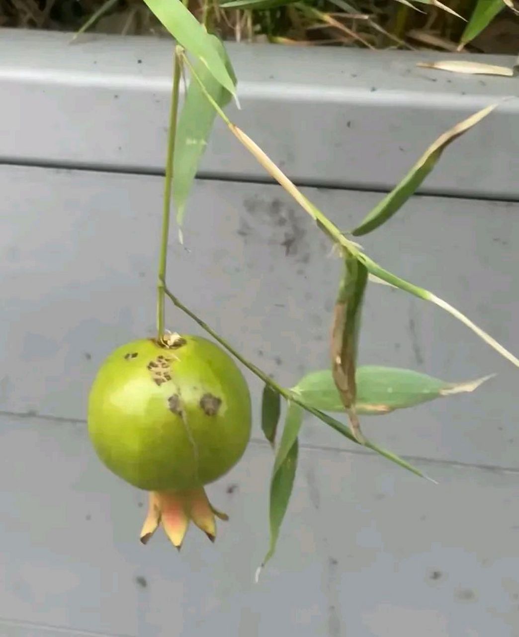 路过看到竹子结果了,竹子也能结果的吗?好惊喜呀!