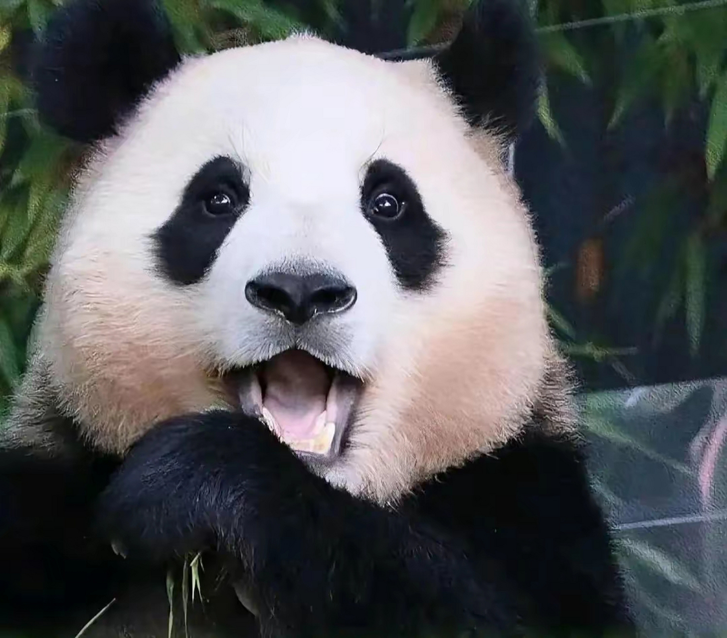 韩国新闻官宣了好消息,明星熊猫家族将喜添丁!