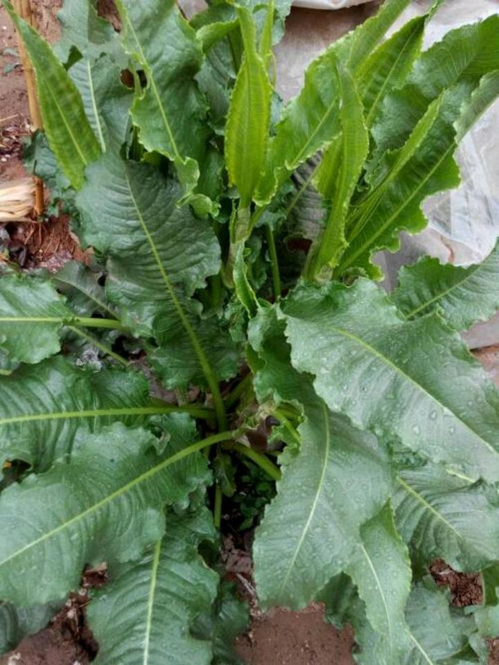 在农村俗称"土大黄"的植物有什么用途?