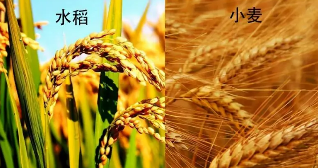 稻谷和小麦有什么区别