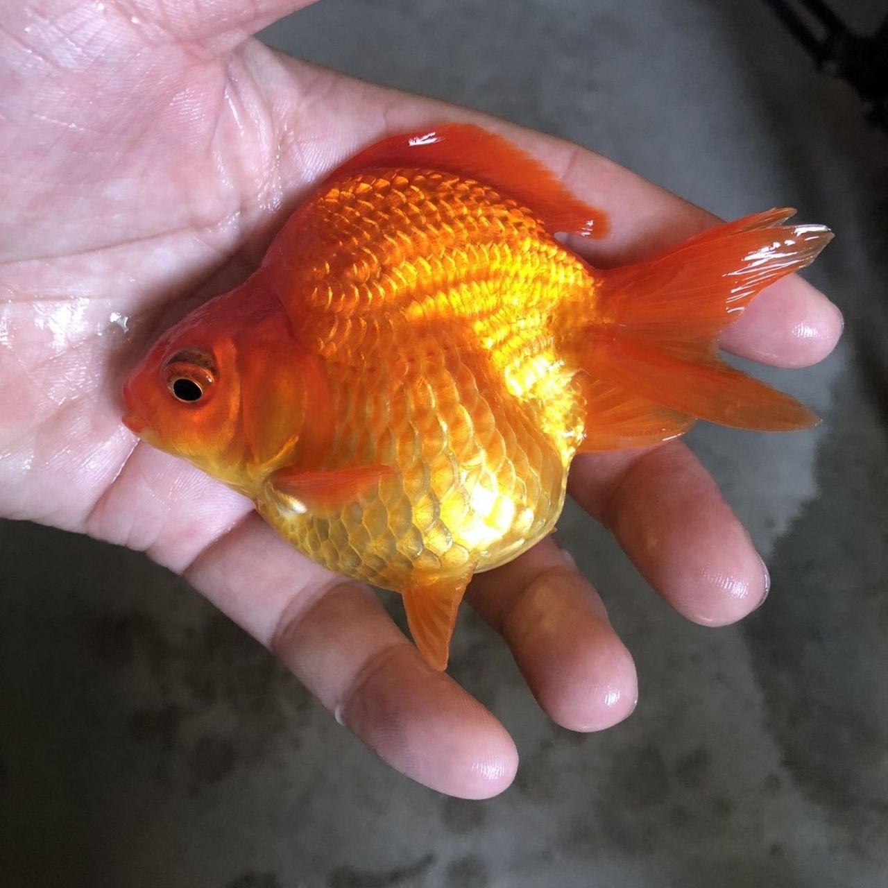 鎏金金鱼,体型短而圆,眼球正常,头尖,各鳍发达,四开大尾#观赏鱼