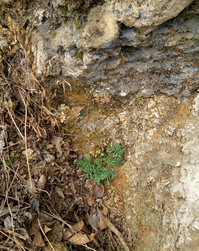 "南牡蒿"——珍贵的野生生物,价值高请勿破坏