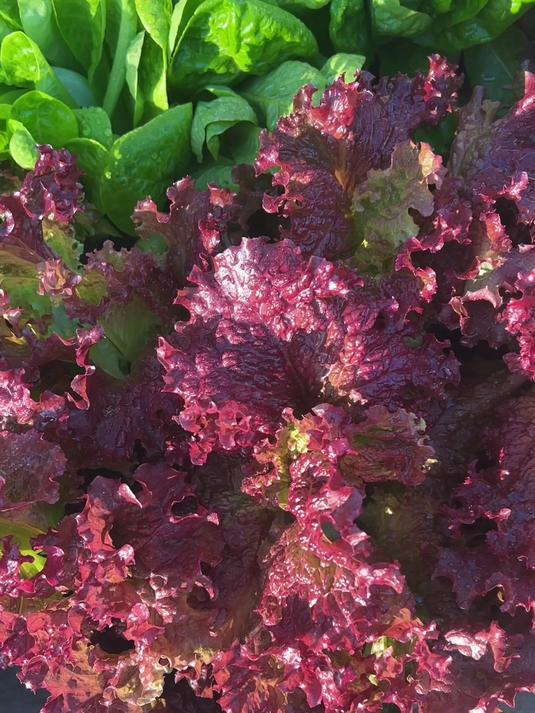 阳台种植紫叶生菜,实现蔬菜自由